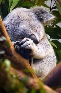 Śpiący koala