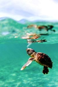 Mały żółw morski