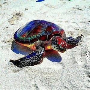 Tęczowy żółw morski