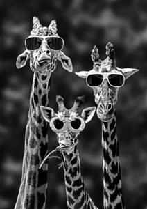 Wyluzowane żyrafy w okularach