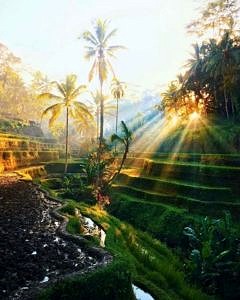Tarasy ryżowe Bali Indonezja